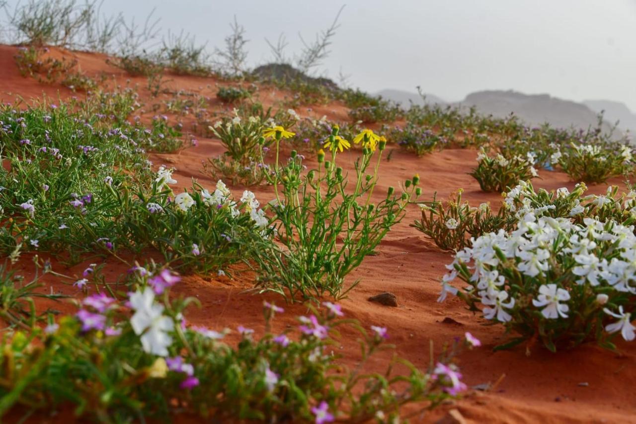 Art Camp Wadi Rum Exterior photo